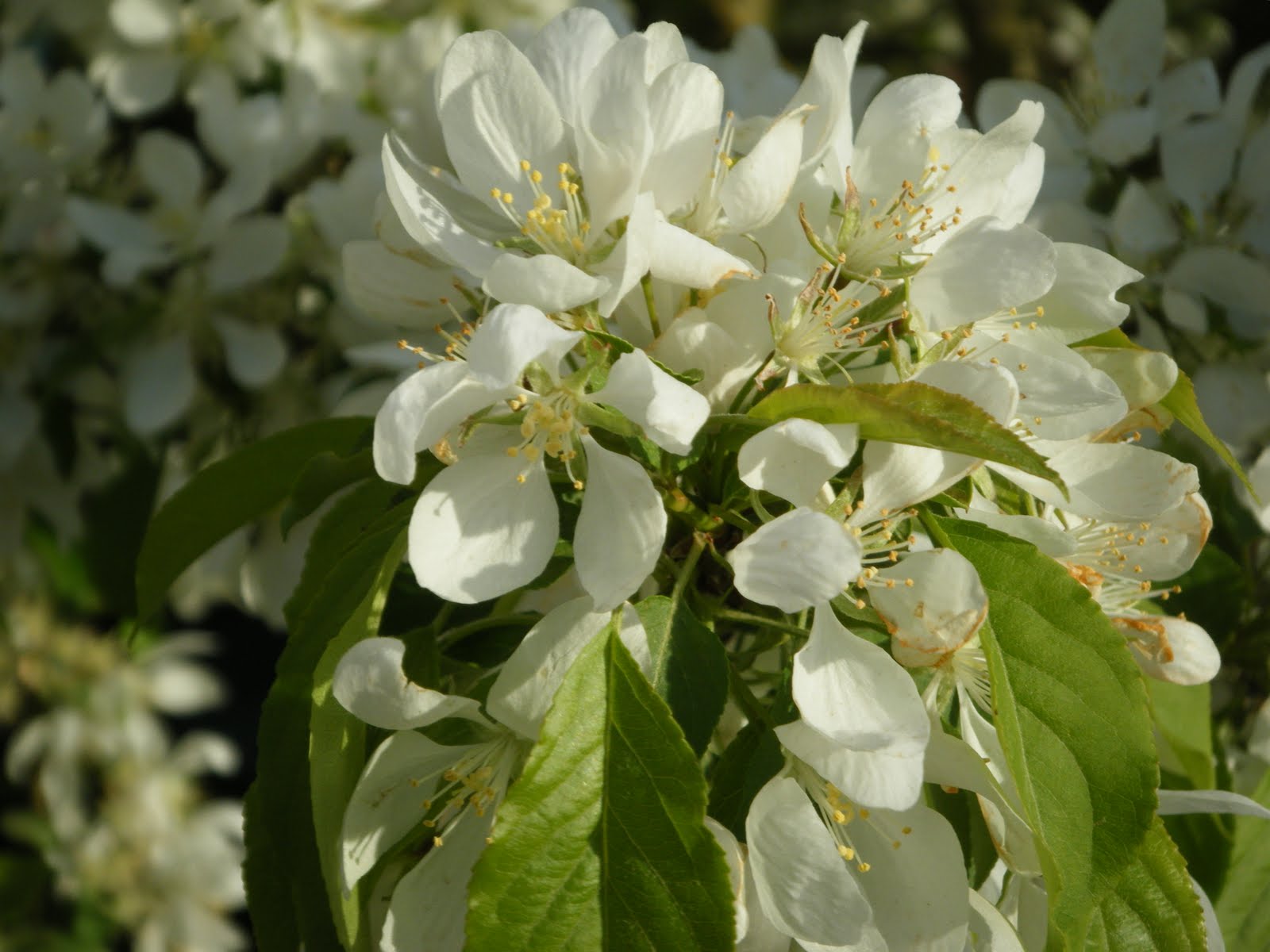 The choice of indoor plants: flowers, filters, flowers, enemies and a little mysticism The choice of indoor plants: flowers, filters, flowers, enemies and a little mysticism