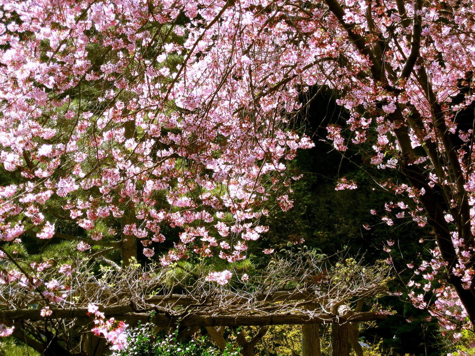 [spring+09b.JPG]