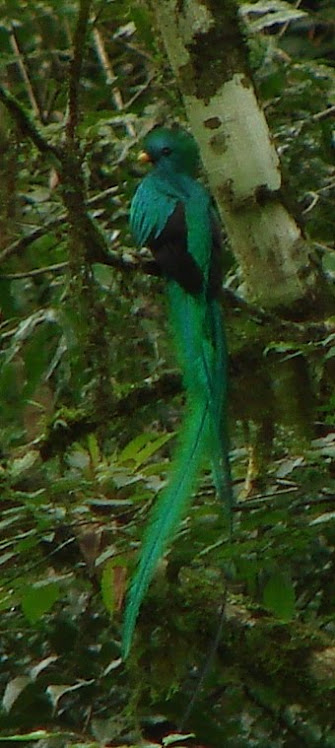 Quetzaltototl