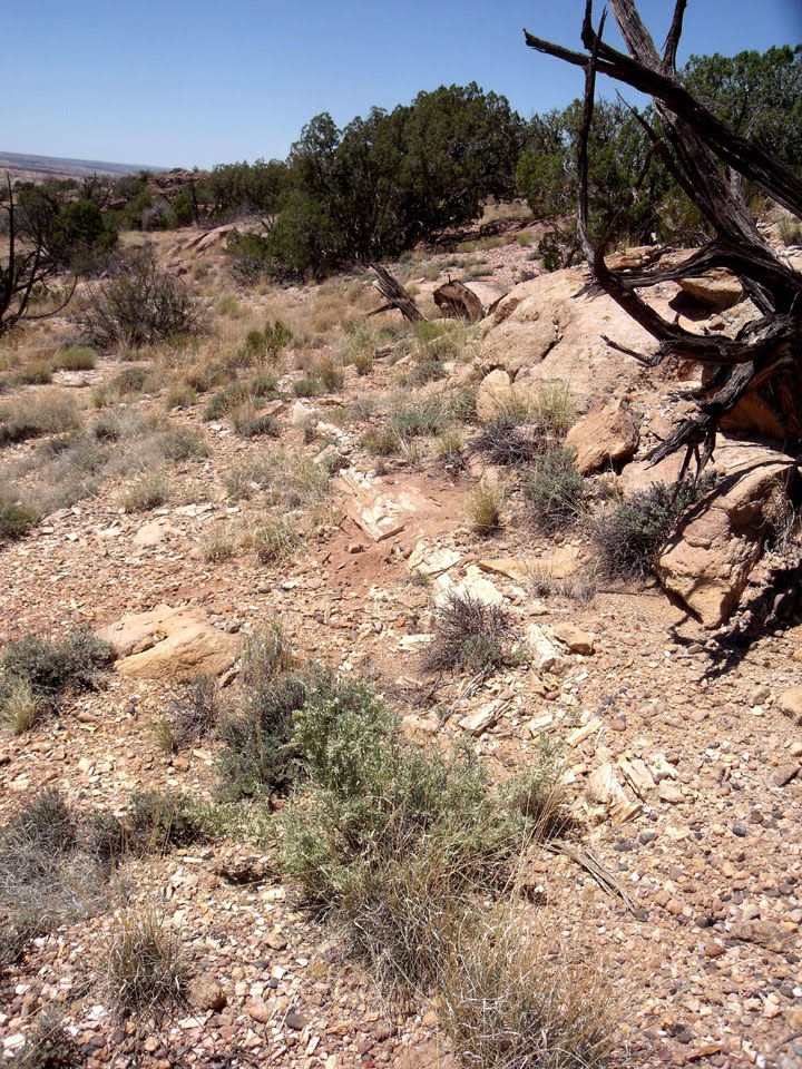 [petrified+tree.jpg]