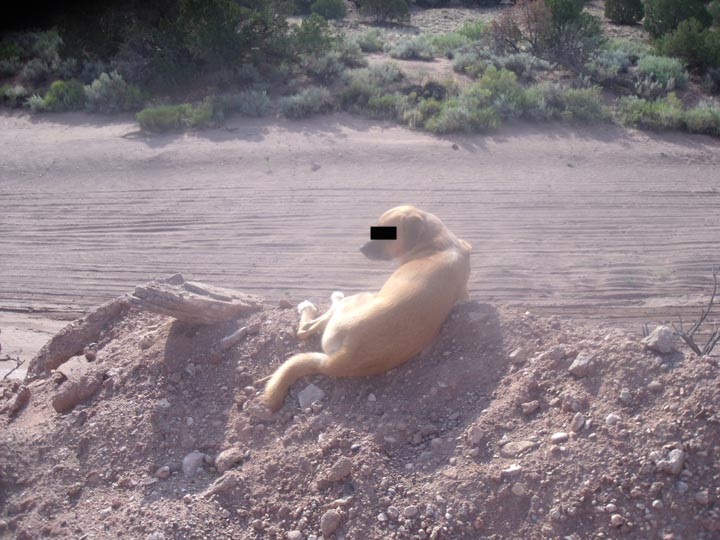 [digdig+001.jpg]