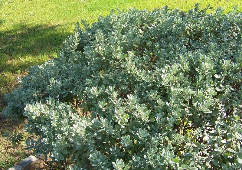 Stealth Survival Bushcraft Central Texas Style The Barometer Bush