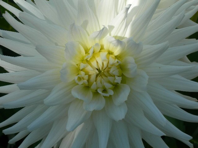 [_Flor.bmp]