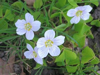 Exotic White Wood Sorrel Exotic White Wood Sorrel