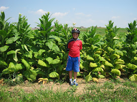 Kentucky Cash Crop with Lewis