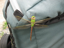 Dragon Fly Friend