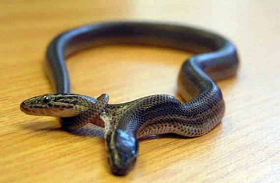 Siamese Snake