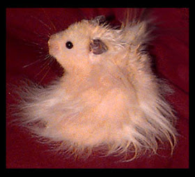 Hamster Guide Hair Care