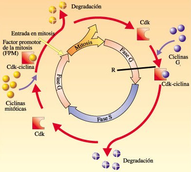 [ciclo_celular03.jpg]