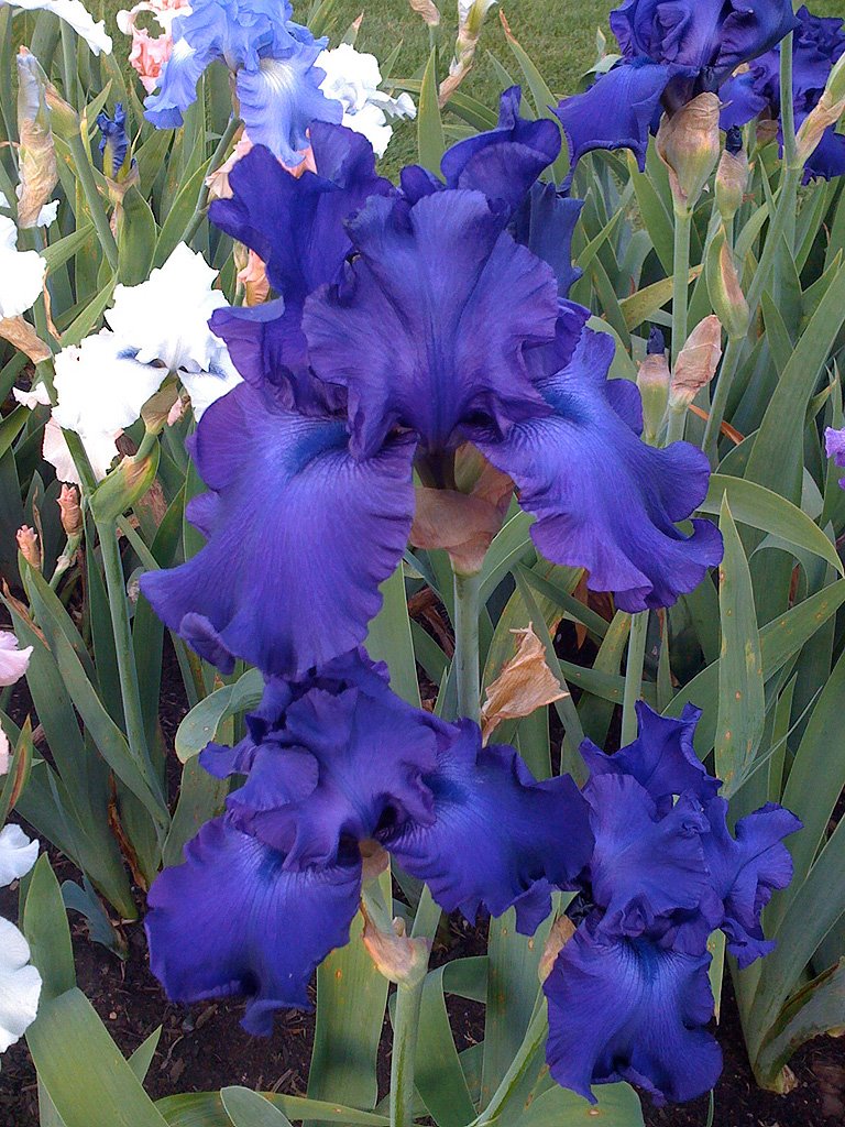 [Iris:PurpleNightjpg.jpg]