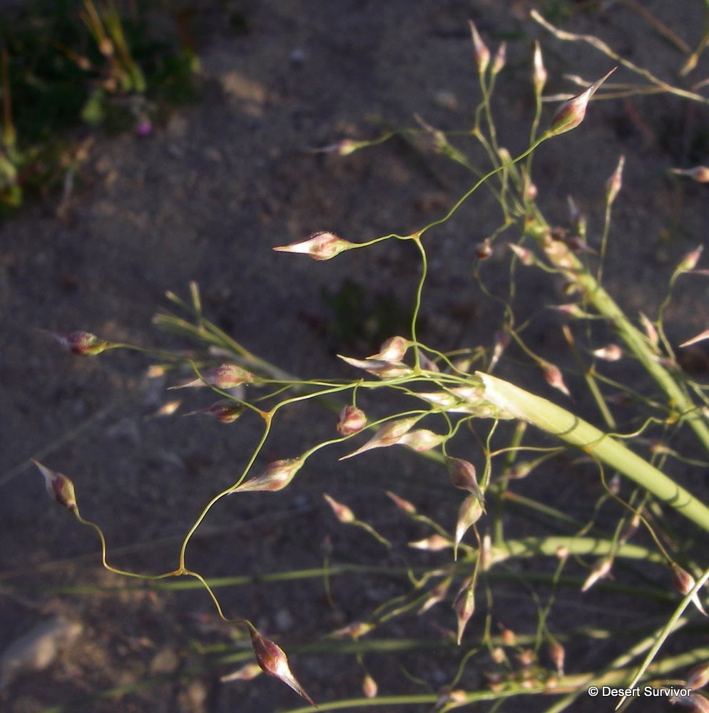 A Plant a Day Indian Rice GrassAcnatherum hymenoides
