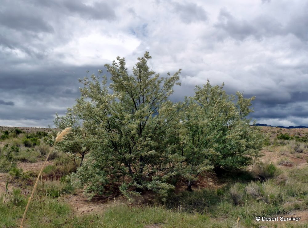 A Plant a Day Russian OliveElaegnus angustifolia