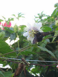 BLACK BEETLE