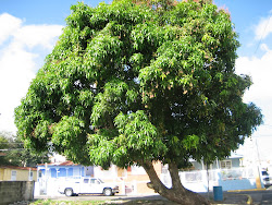 MANGIFERA INDICA