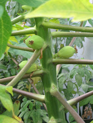 Carica papaya