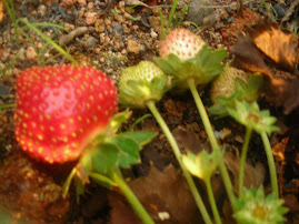 buah strawberi yang ayahanda tanam di dalam pasu..