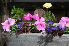 Flowers In Our Window Boxes