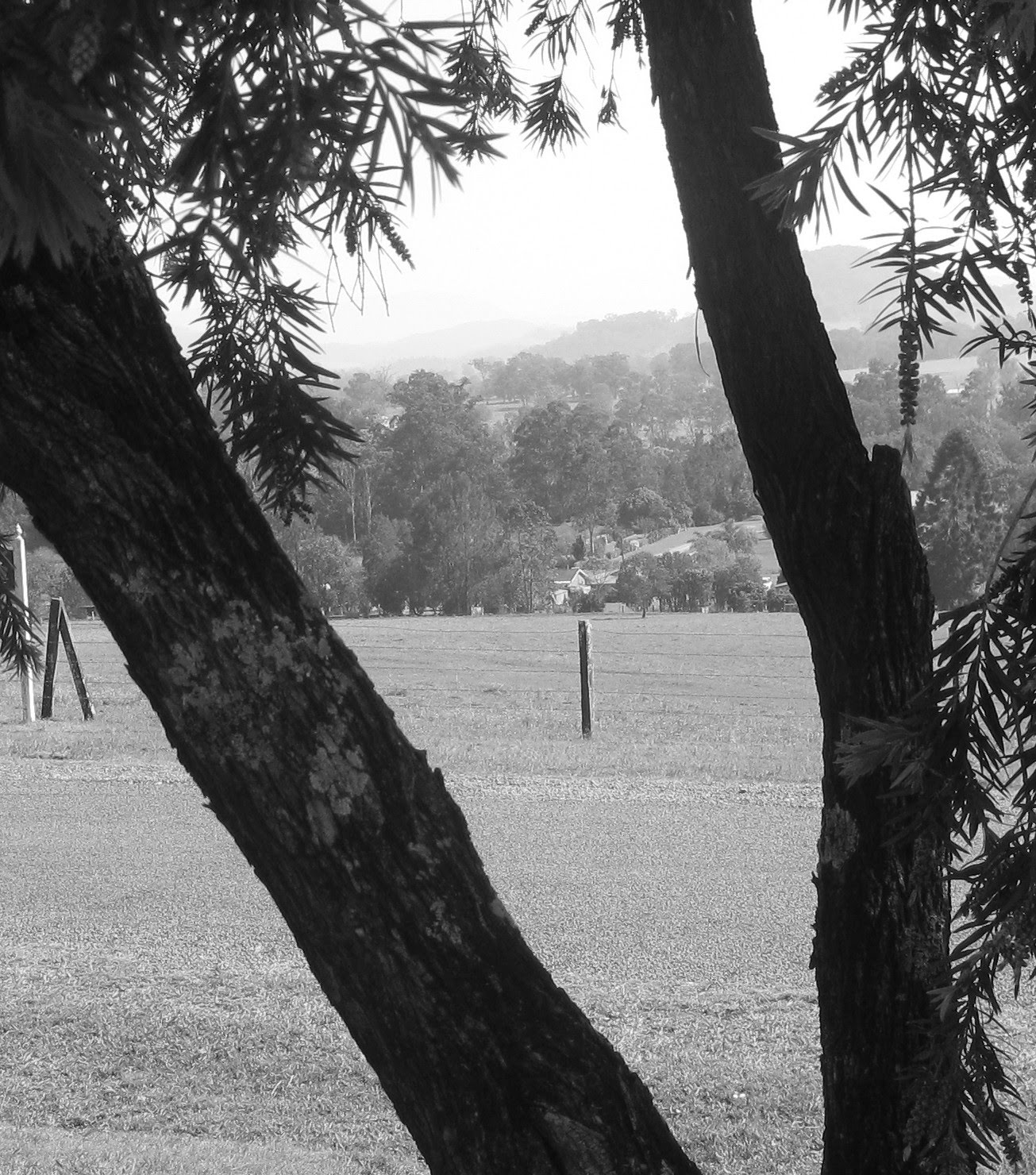[trees.bmp]