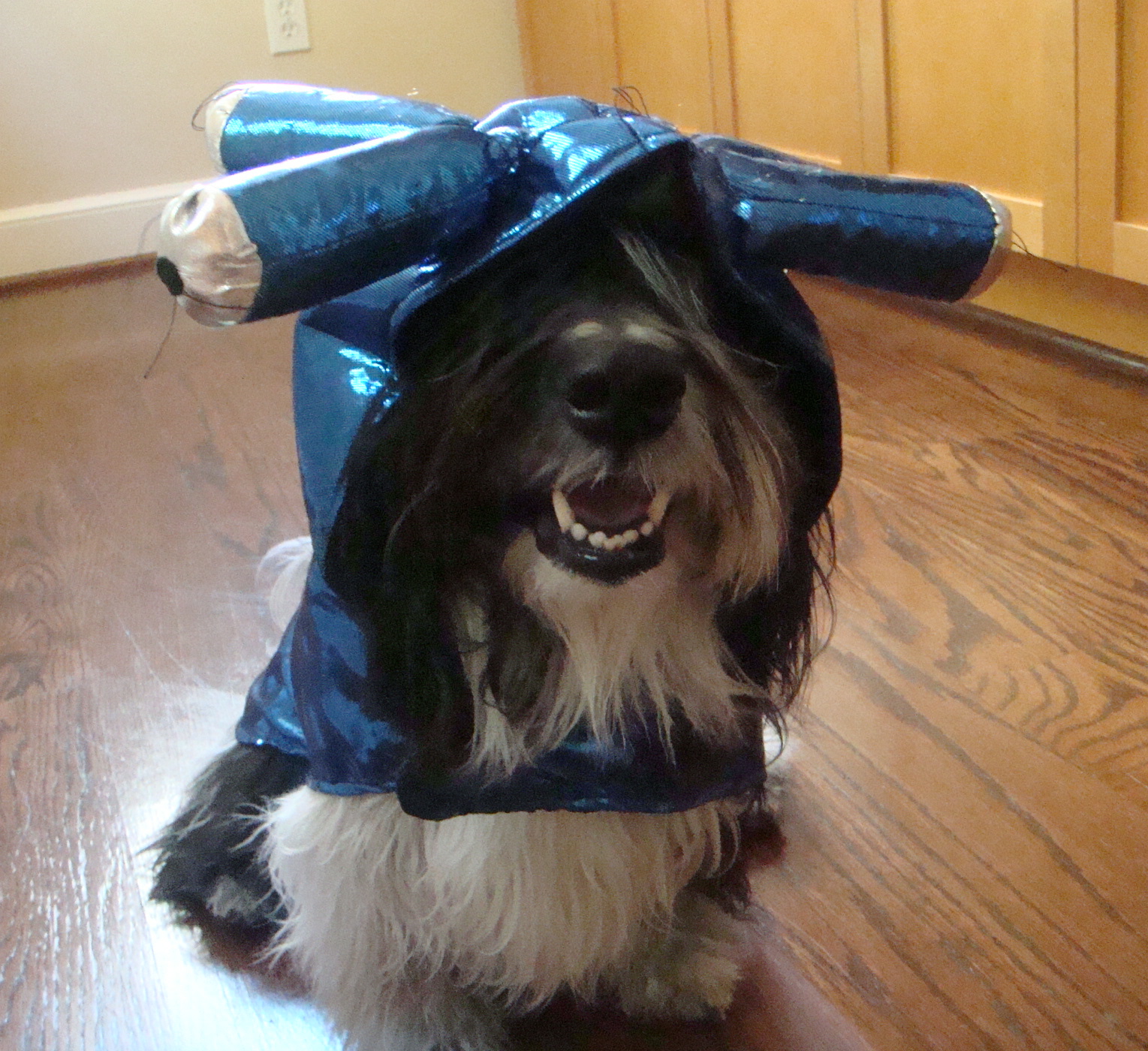 To Dog With Love Halloween Costumes and PawPawty Fun!