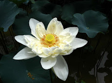 The Lotus  Flower