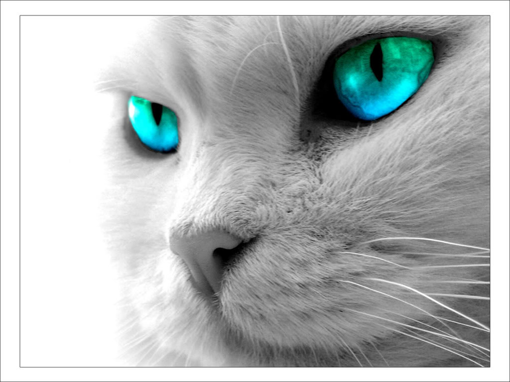 [cat-blue-eyes.jpg]