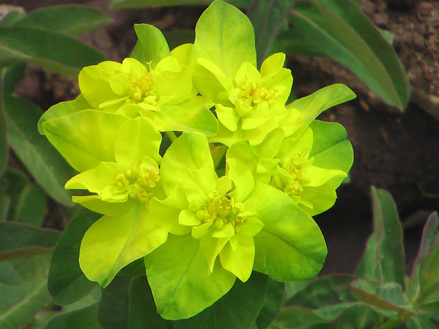 ulysse rencontre sa mère aux enfers commentaire