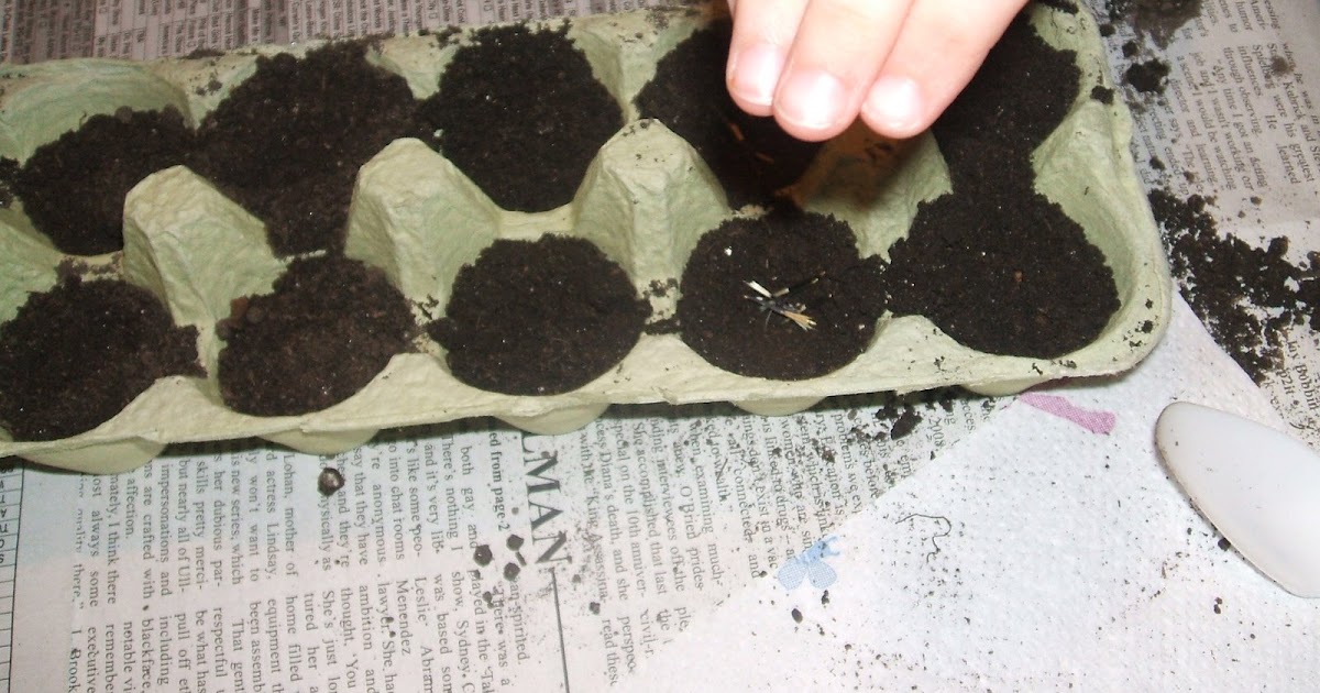 Fun Preschool Activities: Preschool Activity: Planting Seeds