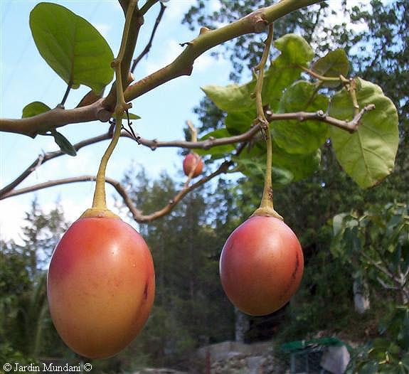 el tomate de arbol EL TOMATE DE ARBOL