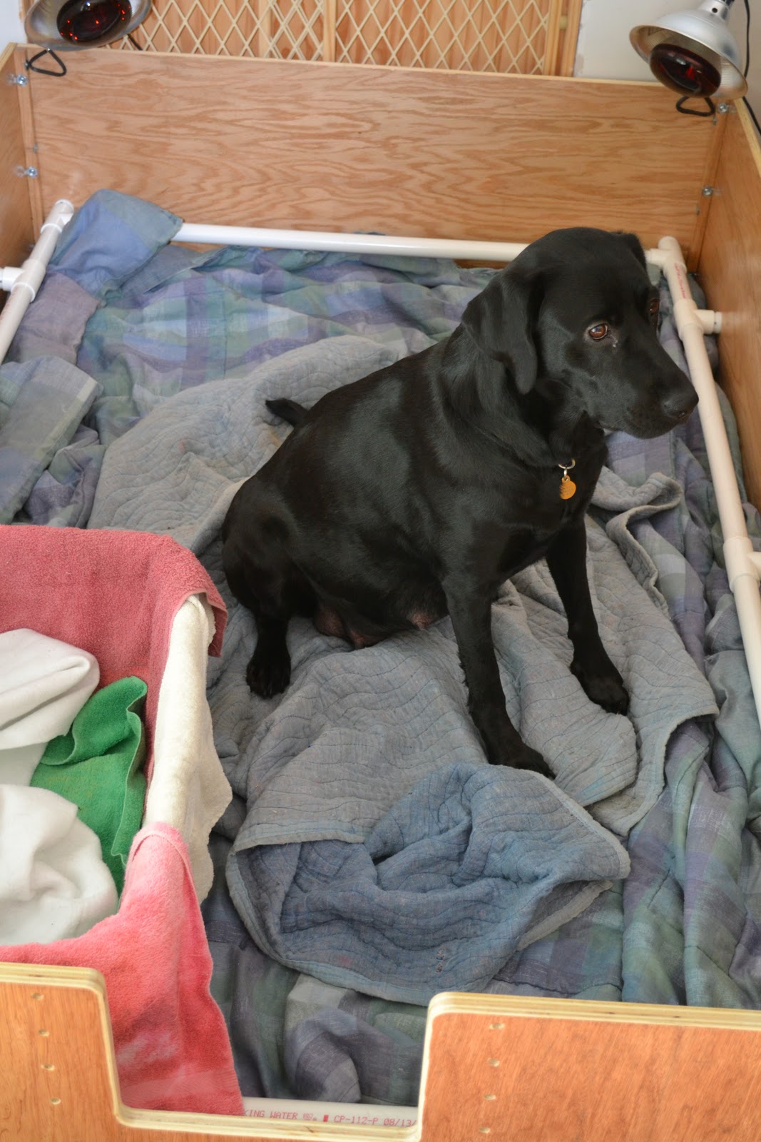 Pawtuckaway Labrador Retrievers Whelping box with PVC pig rails