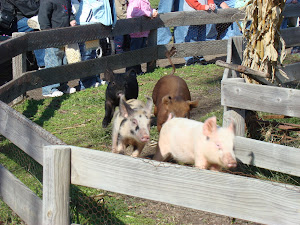 Uncle Lester's Pig Races