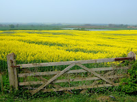 The countryside is a blaze of yellow