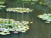 Monet's lily pads