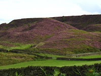 Heather covered hills