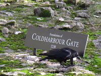 Ravens at Tower of London