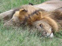 Our first lions