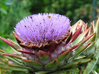 Enormous flowers at Greys Court