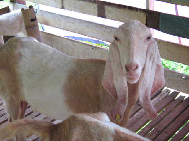 kambing yang ada di kandang kambing milik Encik Zainal