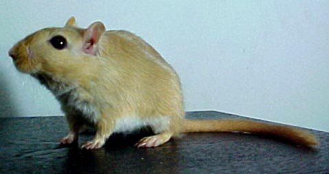 gerbil asshole video mariah carey hot nude oral sex