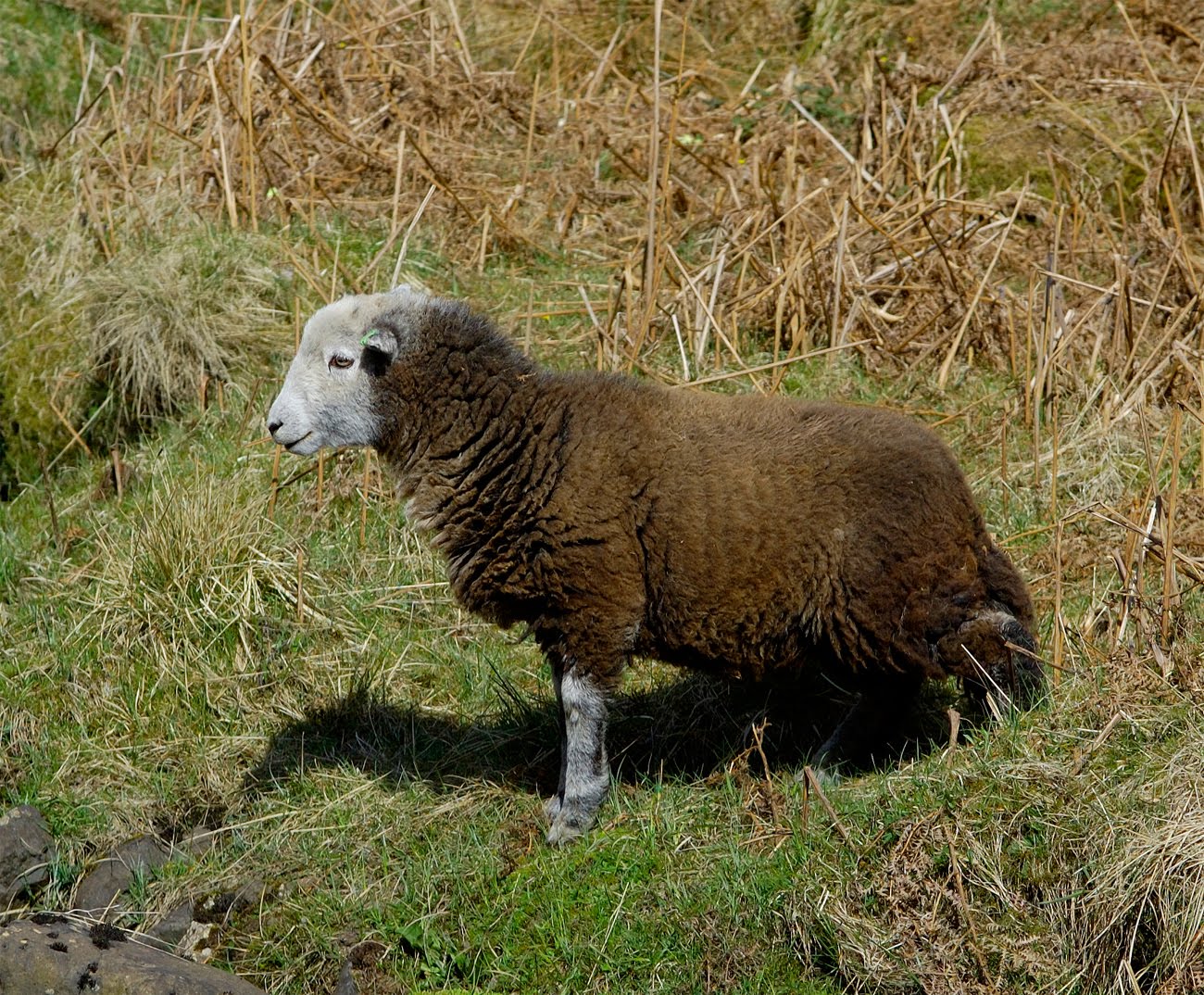 the ancient herdwick sheep is