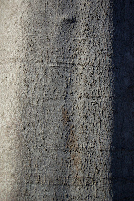 Beech tree (Fagus sylvatica)