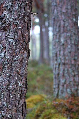 Abernethy forest with Scots Pine (Pinus sylvaticus)