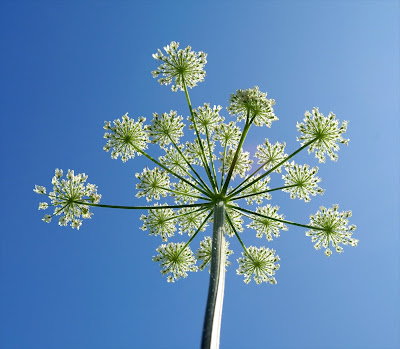 hogweed.jpg