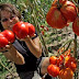 For love of tomatoes: Couple has cultivated a bountiful life