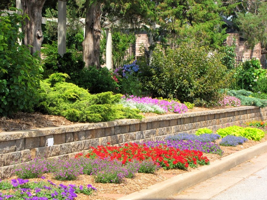 Tulsa Gentleman Ruby Tuesday Linnaeus Teaching Gardens
