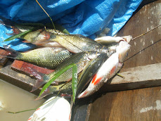 ikan Sungai Utik