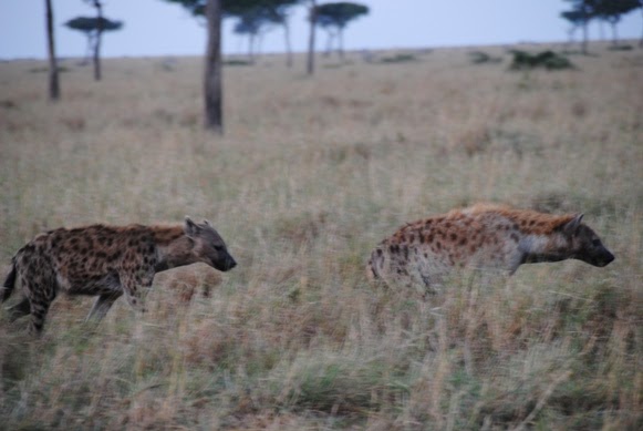Notes From Kenya: MSU Hyena Research: Hyena mating