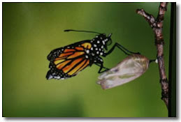 mariposa saliendo de su crisálida