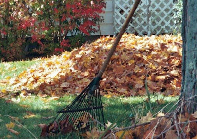 leaf+pile.jpg