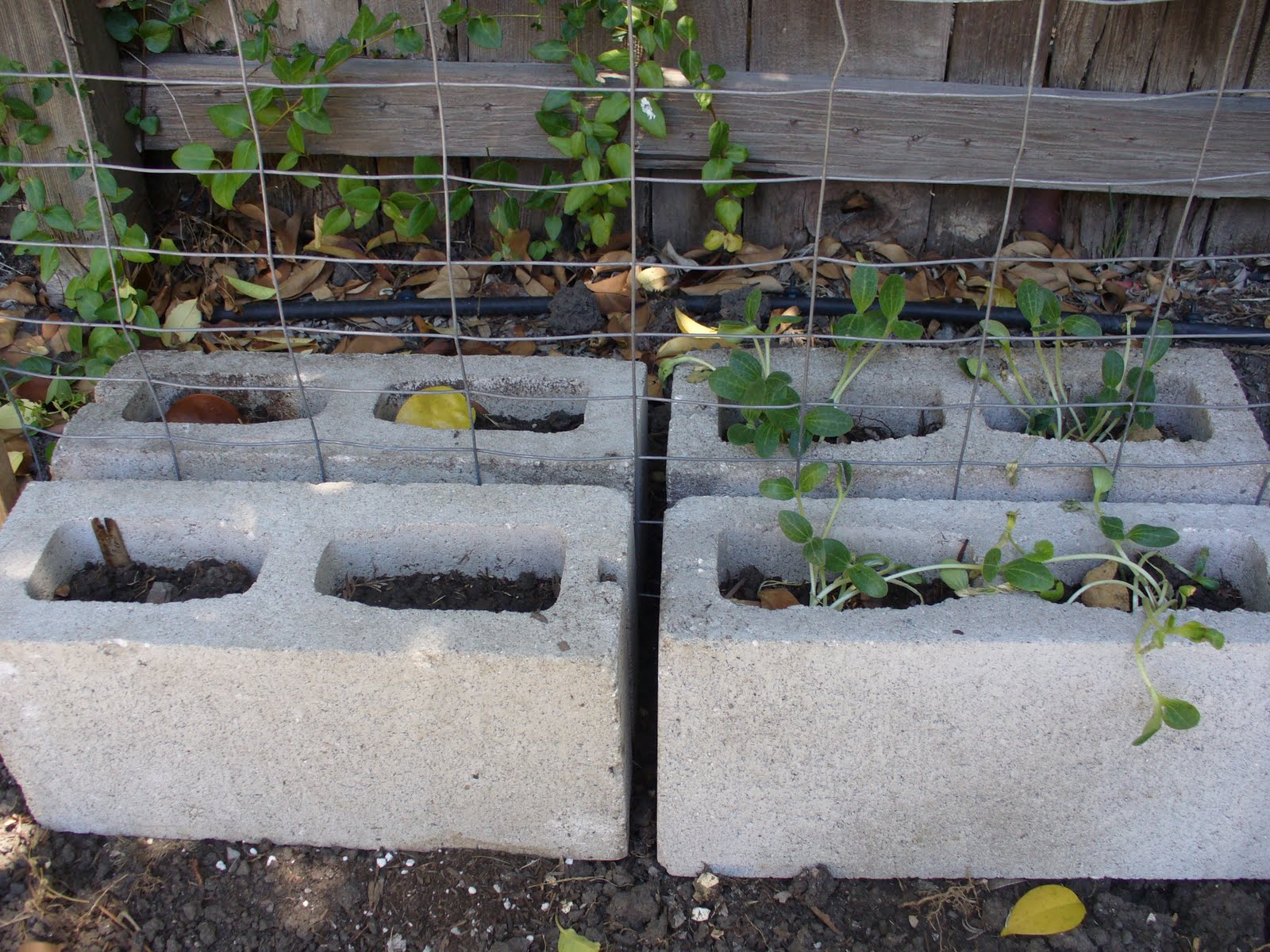 My Ugly Garden Cinder block planters