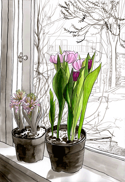 [hyacinthillustration.gif]